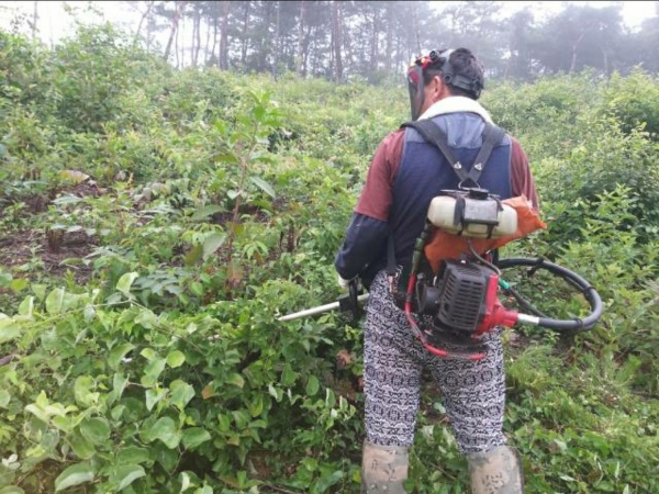 청양군  조림지 1 325ha 풀베기 사업 추진