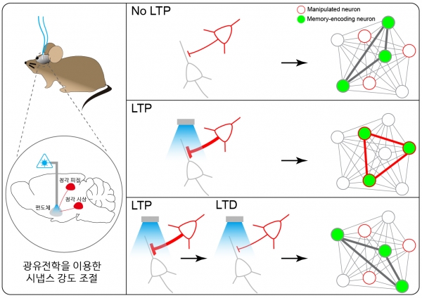 시냅스 강도 조절 메커니즘에 의한 기억 저장 뉴런 선택