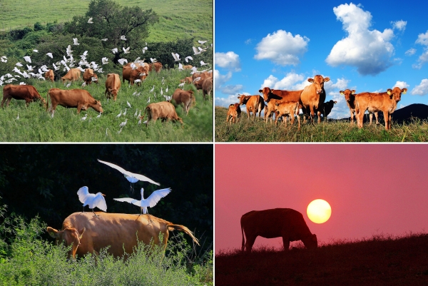 최차열 작가 작품