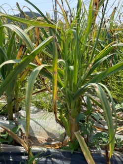 벌마늘 피해 모습.