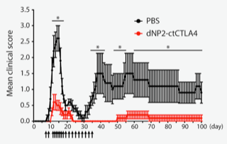 CTLA-4 펩타이드의 다발성경화증 재발 억제 효과