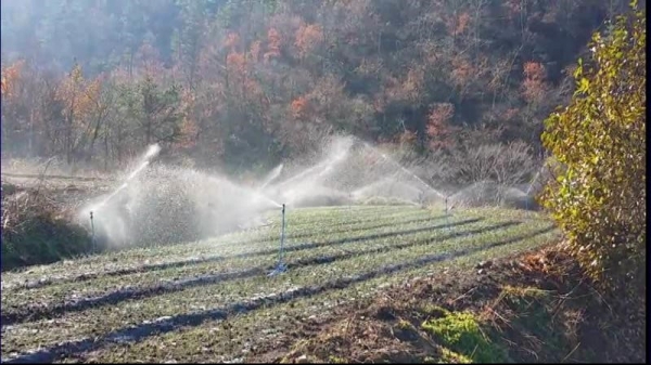 스프링클러 작동 장면