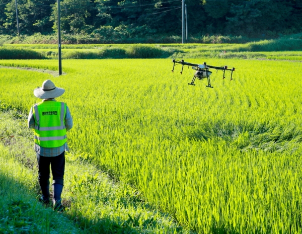지난 15일 원북면에서 실시된 항공방제 모습.