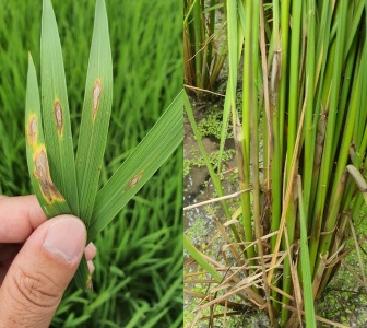 (좌)도열병 증상, (우)잎집무늬마름병 증상장면