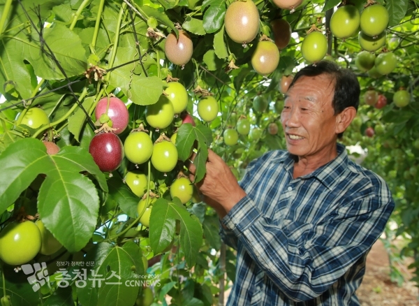 태안군에서 생산되는 이색 과일이 여름을 맞아 본격 생산되며 소비자들의 입맛을 사로잡고 있다.