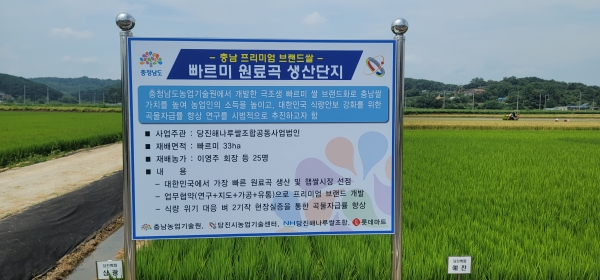 당진시 국내 최대 규모 빠르미쌀 재배 단지 모습