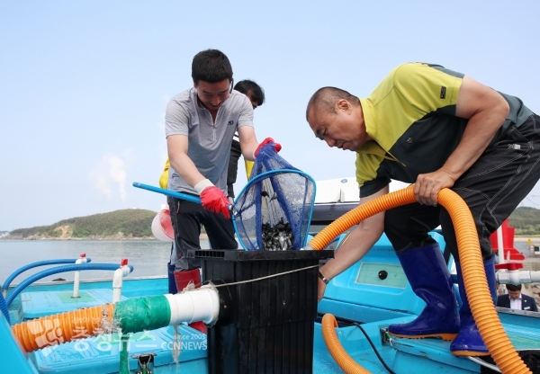 태안군이 올해 13억 5천만 원을 투입해 연안해역 일원에 넙치와 대하 등 수산종자 7개 품종 4597만 9천마리를 방류했다
