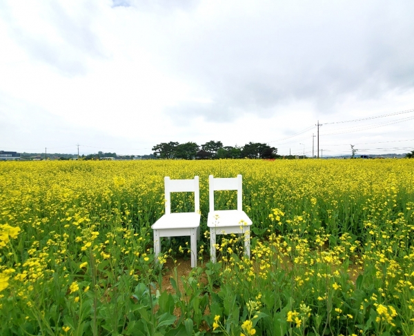 국보 ‘봉선 홍경사 갈기비’주변에 유채꽃밭 조성
