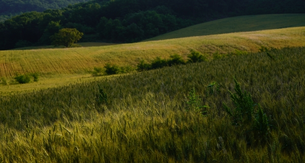 ‘일곱, 반짝이는 시선展’, 박삼규 「빛」