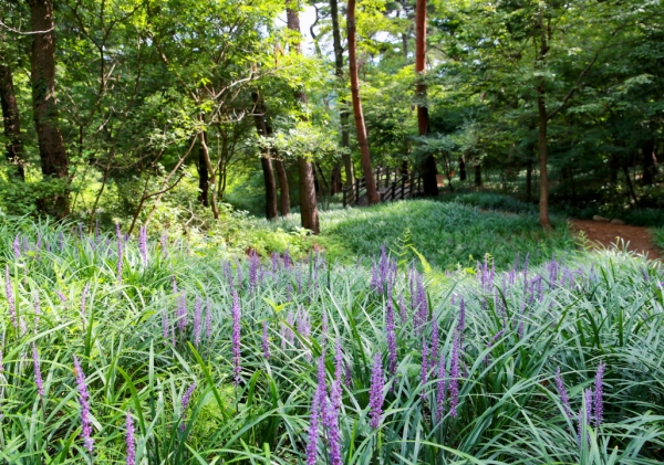 태안읍 상옥리 산118-4번지 일원에 지난해 식재한 맥문동이 여름을 맞아 만개