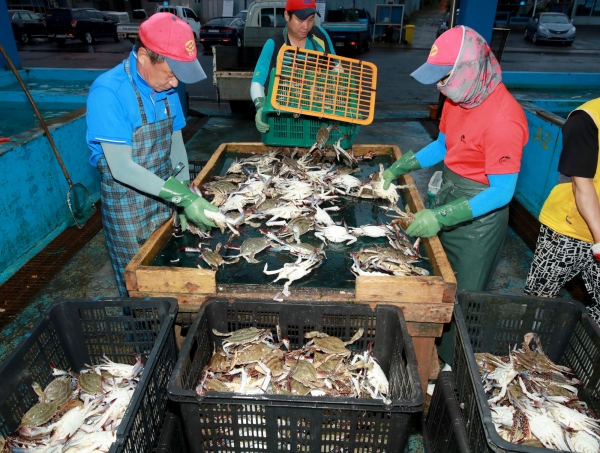 지난 21일 근흥면 채석포 위판장 모습.