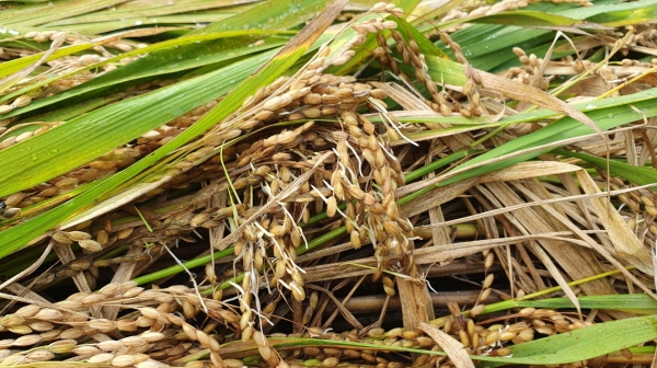 태풍 피해 자료사진(2019년 9월 태풍)