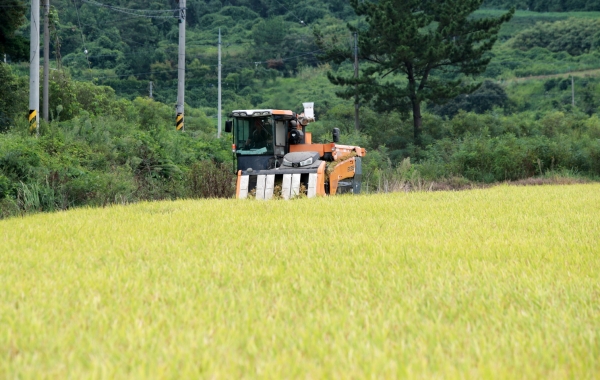 지난 21일 태안군 원북면 동해리의 한 농가에서 올해 첫 벼를 수확하는 모습.