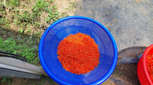 수확한 여름 구기자