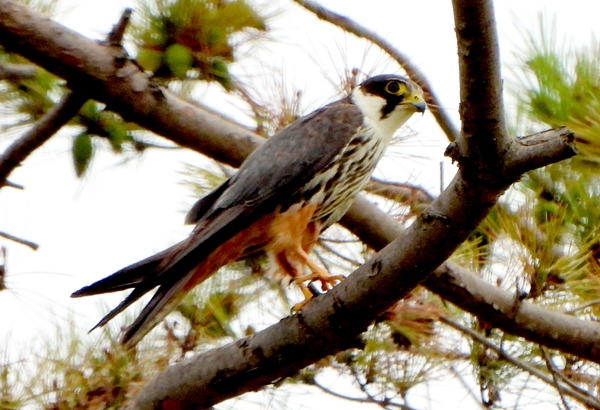 멸종위기 야생생물 새호리기 모습.