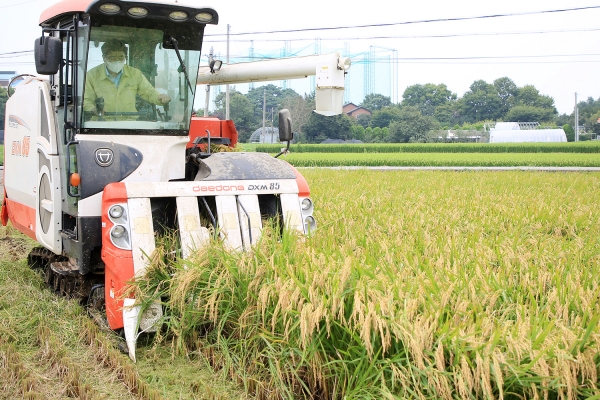 맹정호 서산시장이 30일 석남동 석지제 인근 농가에서 콤바인을 이용해 올해 첫 벼 베기하는 모습