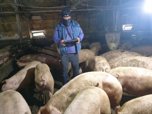 비접촉식 3D 카메라를 이용한 돼지 체중 측정 장면