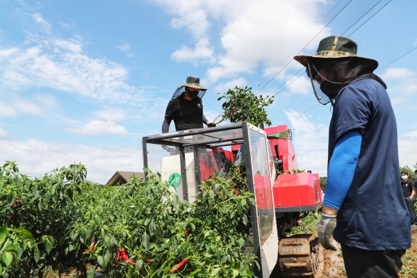 일괄 수확 시연회 개최 사진