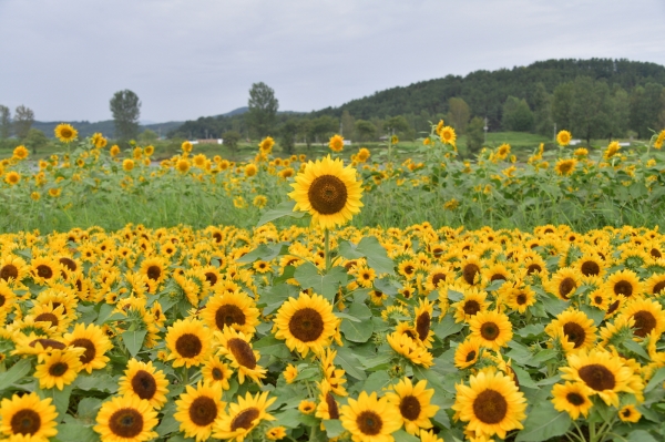 부여 구드래 둔치에 활짝 핀 해바라기 모습