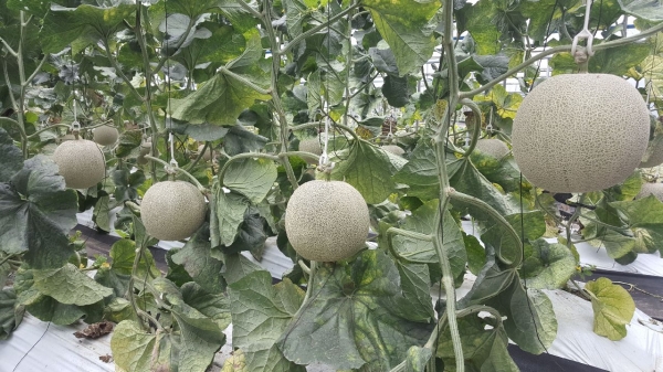 본격 출하를 시작한 수신 가을멜론