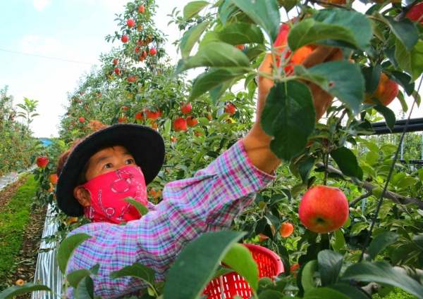 태안읍 인평리의 한 농가에서 사과를 수확하는 모습.