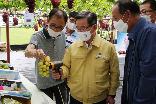 지역특화작목 육성 샤인머스캣 현장 평가회장을 찾은 노박래 군수