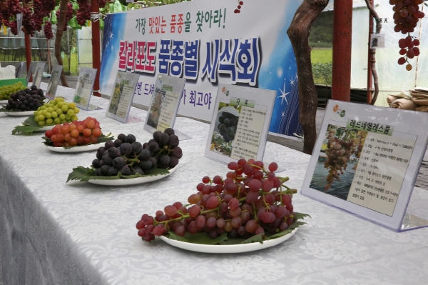 지역특화작목 육성 샤인머스캣 현장 평가회 개최