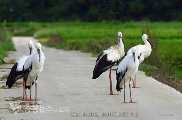 예산군이 야생 방사한 황새 유조(사진=황진환 작가)