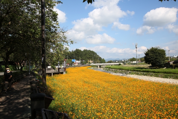 금산천 황색 코스모스 만개 모습