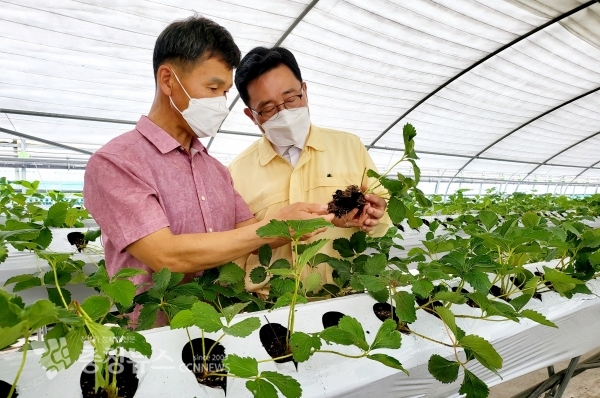 딸기 스마트팜 방문 현장 방문, 한국농수산식품유통공사 김춘진 사장(우측)