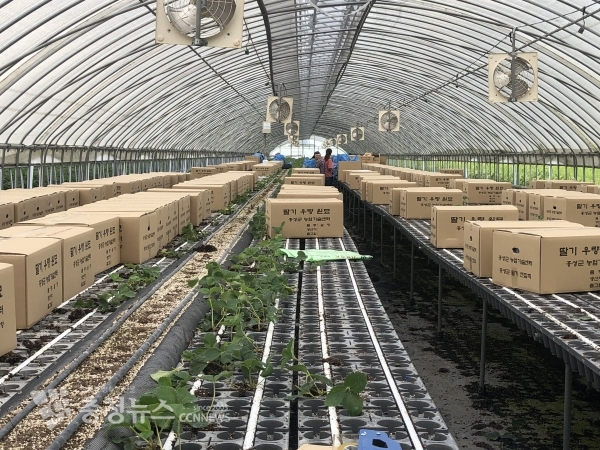 딸기 우량 원묘