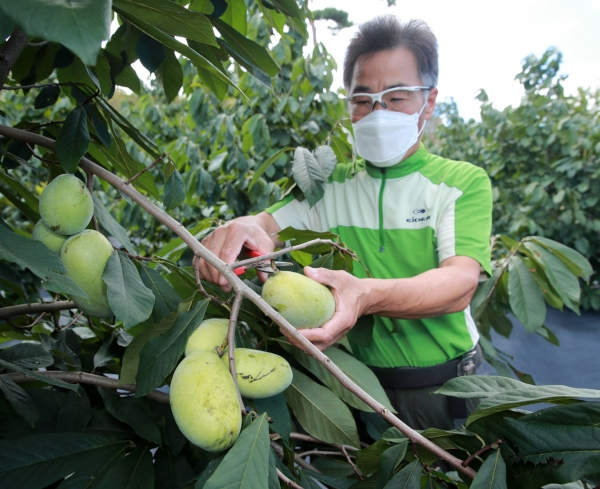 태안군 도내리의 한 농원에서 ‘포포나무’ 열매를 수확하는 모습.