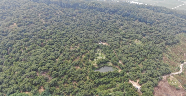 부여군 밤 재배지 항공사진(장암면 지토리 일원)