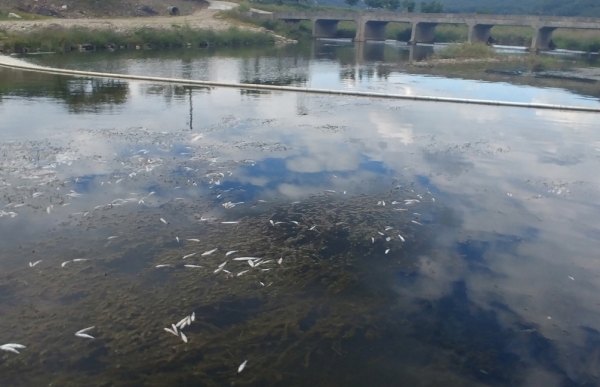 물고기 폐사 모습