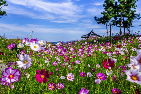 천수만A지구 제방을 따라 조성된 코스모스길(22일 촬영)