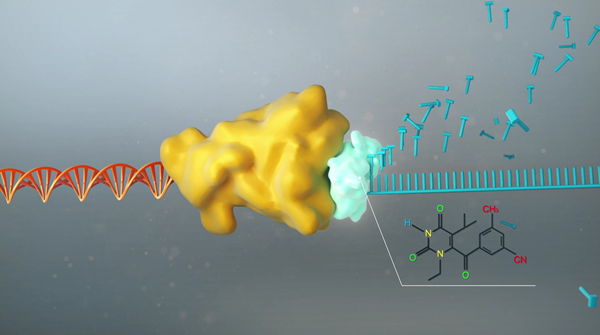 역전사 효소 기능 막는 치료제 역할