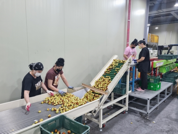 부여 왕대추 선별 장면