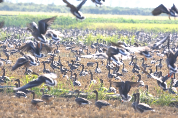 천수만에서 확인된 기러기류(11일)