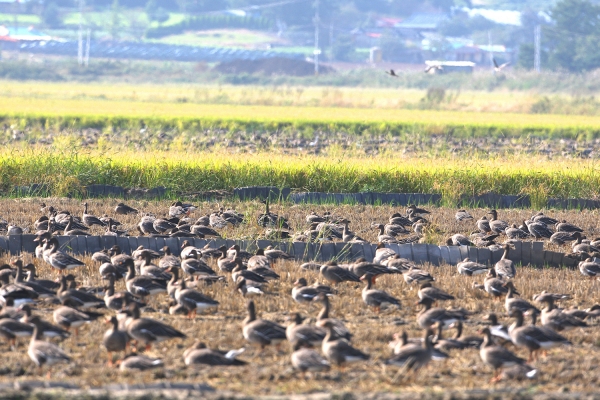 천수만에서 먹이활동중인 기러기류(11일)