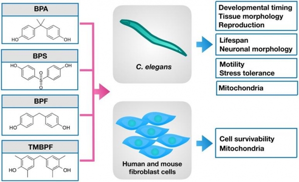 꼬마선충 및 세포주를 활용한 BPA 및 BPA 대체물질 시험 모식도