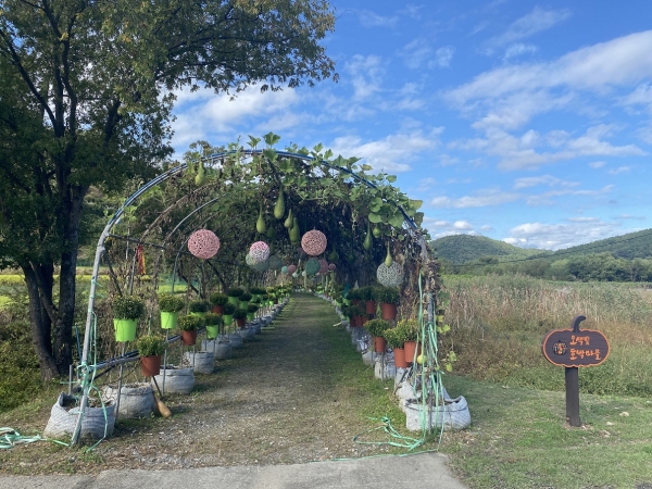 ‘ 오색빛 호박축제 ’대청호 가을을 물들인다