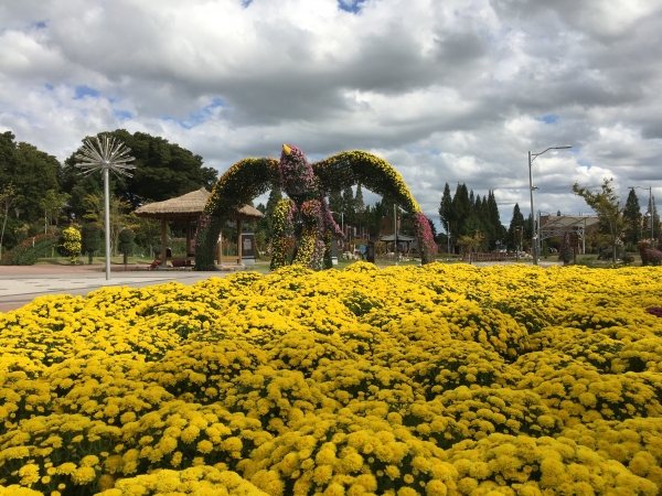 합덕제에 전시된 국화조형물 사진