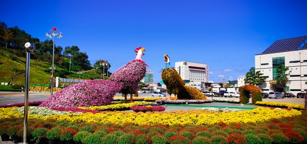 금산인삼관 광장 국화꽃 정원