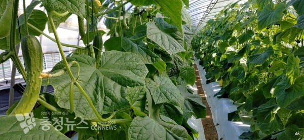 빠르미를 활용한 시설하우스 3모작