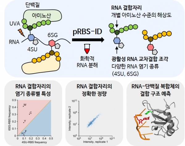 광활성 RNA를 이용한 pRBS-ID 연구 결과 모식도