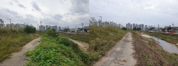 교란식물제거 작업 전후