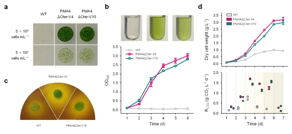 고농도 이산화탄소 등 산성 환경에 대한 내성이 증대된 미세조류 균주의 성능