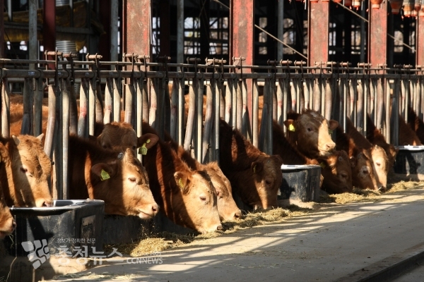 홍성군의 한우농가