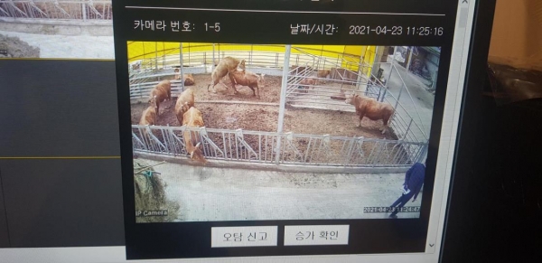 인공지능형 적외선 카메라를 통한 한우의 발정행동(승가행동) 탐지 화면