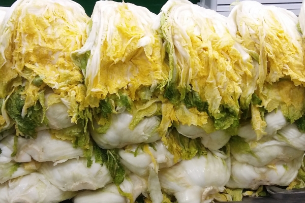 속이 꽉 찬 서산 절임배추